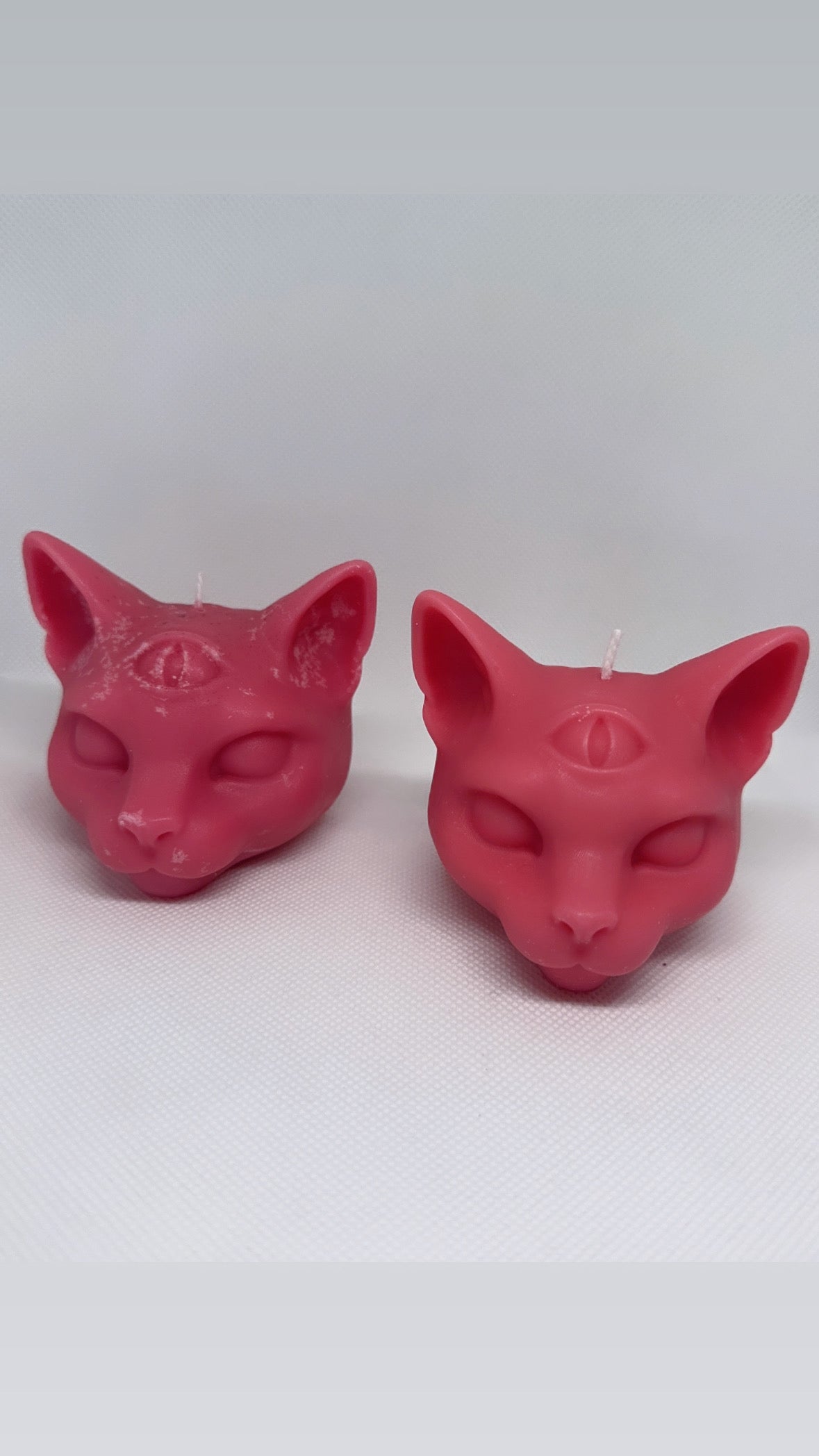 3 Eyed cat