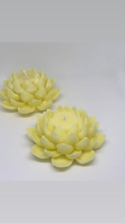 Serene Lotus Blossom